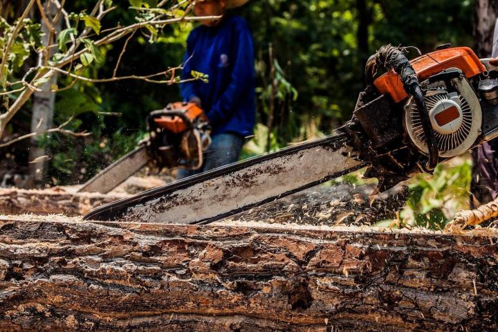Broyage d'arbres Flers