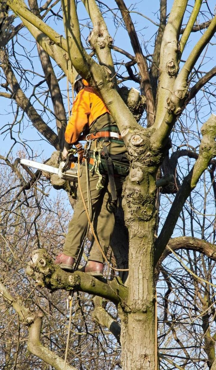Abattage d'arbre Flers