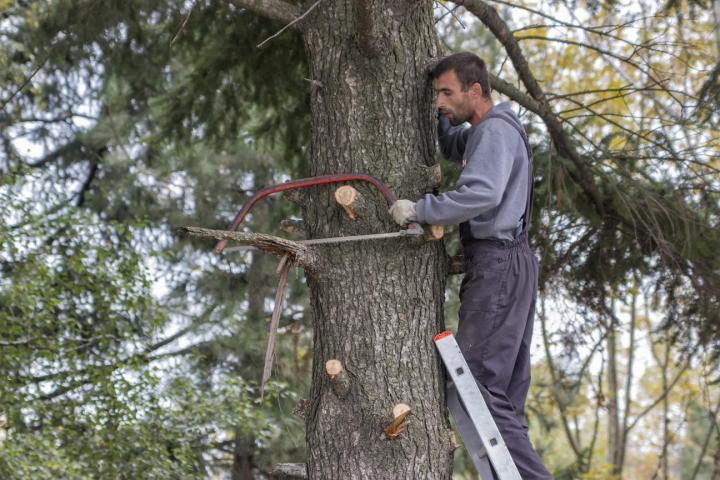 Abattage d'arbre Flers